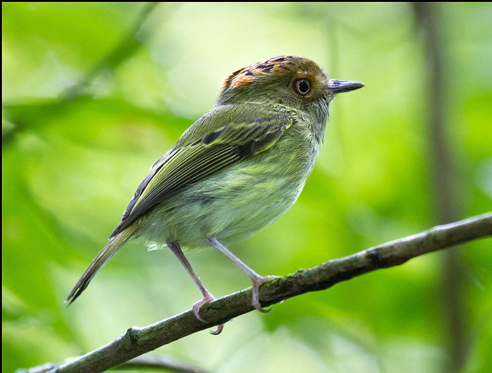 鳞冠侏霸鹟 / Scale-crested Pygmy Tyrant / Lophotriccus pileatus