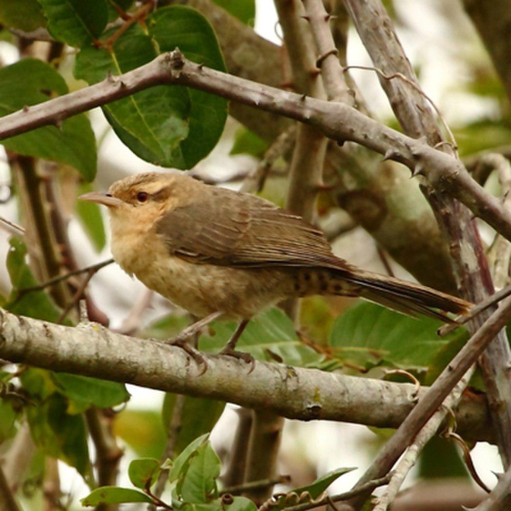 拟鸫曲嘴鹪鹩 / Thrush-like Wren / Campylorhynchus turdinus