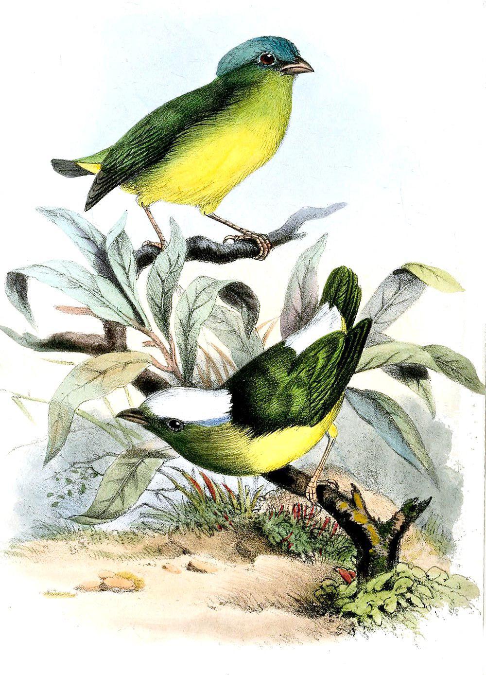 白顶娇鹟 / Snow-capped Manakin / Lepidothrix nattereri