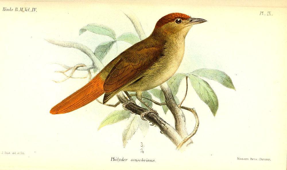 栗冠拾叶雀 / Chestnut-crowned Foliage-gleaner / Automolus rufipileatus