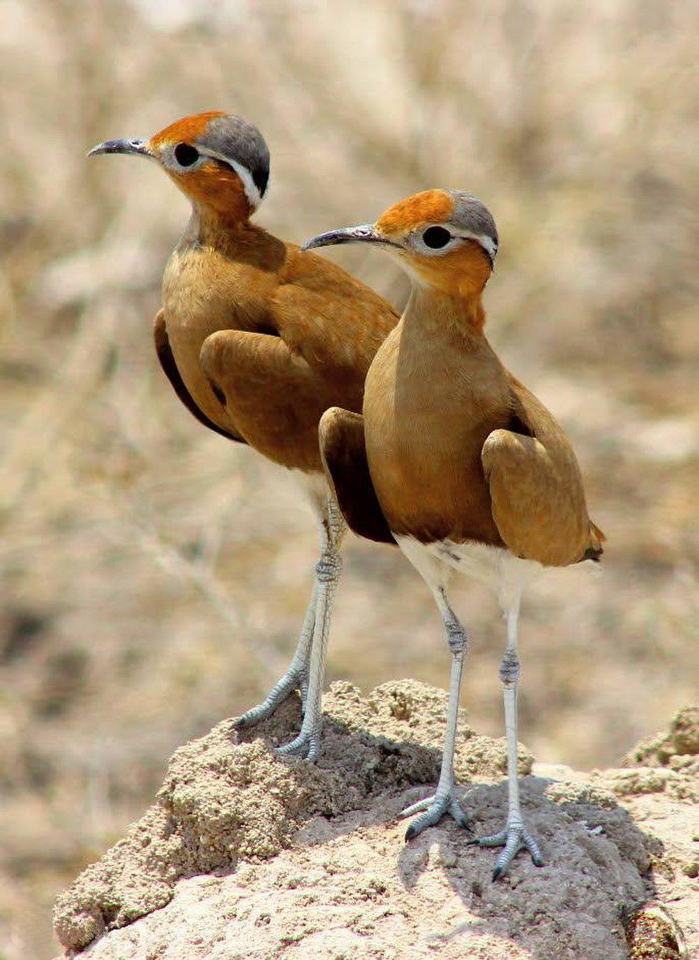 布氏走鸻 / Burchell\'s Courser / Cursorius rufus