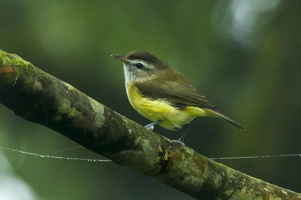 褐顶莺雀 / Brown-capped Vireo / Vireo leucophrys