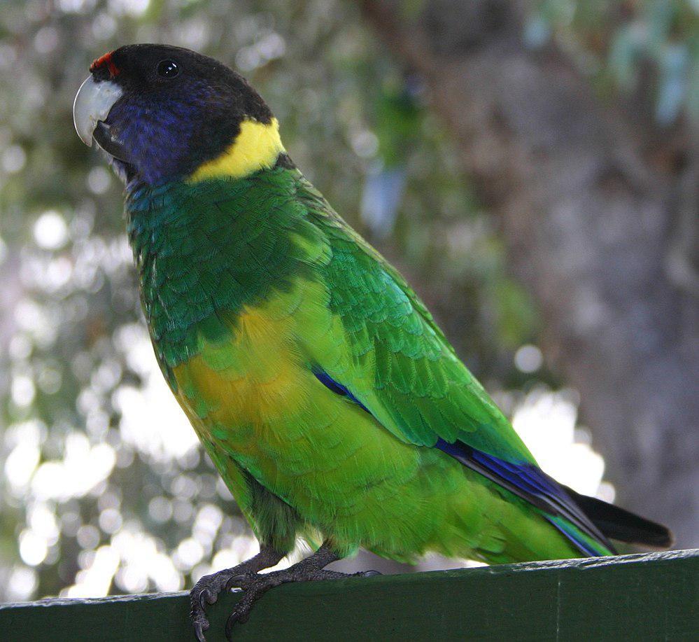 黑头环颈鹦鹉 / Australian Ringneck / Barnardius zonarius