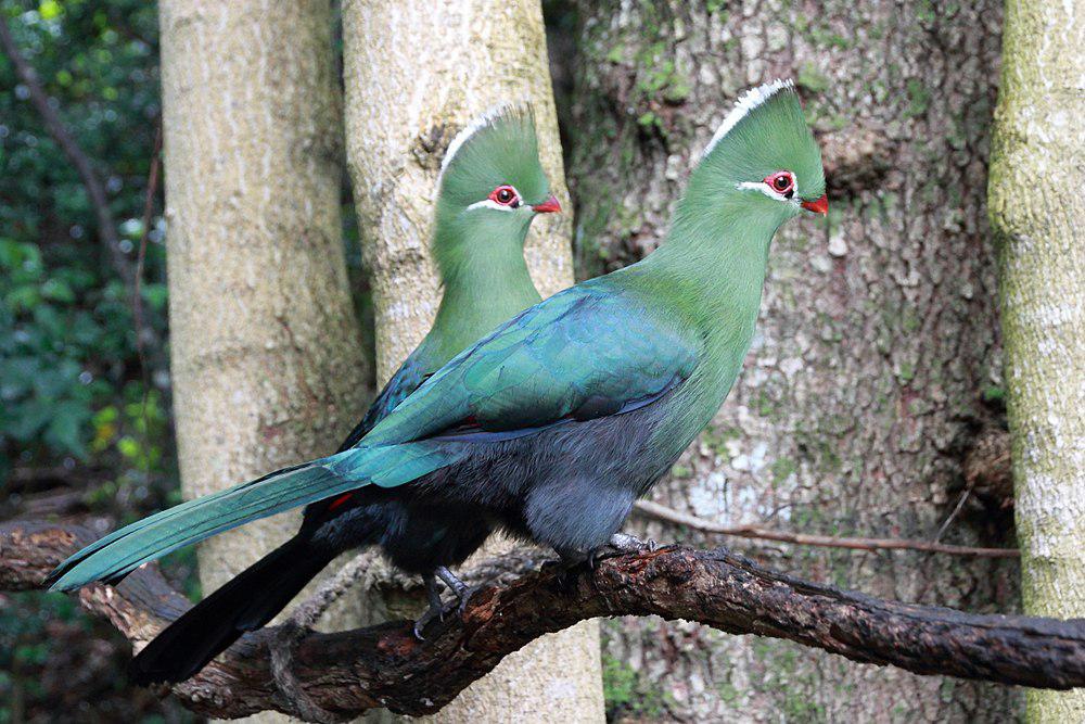 尼斯那蕉鹃 / Knysna Turaco / Tauraco corythaix