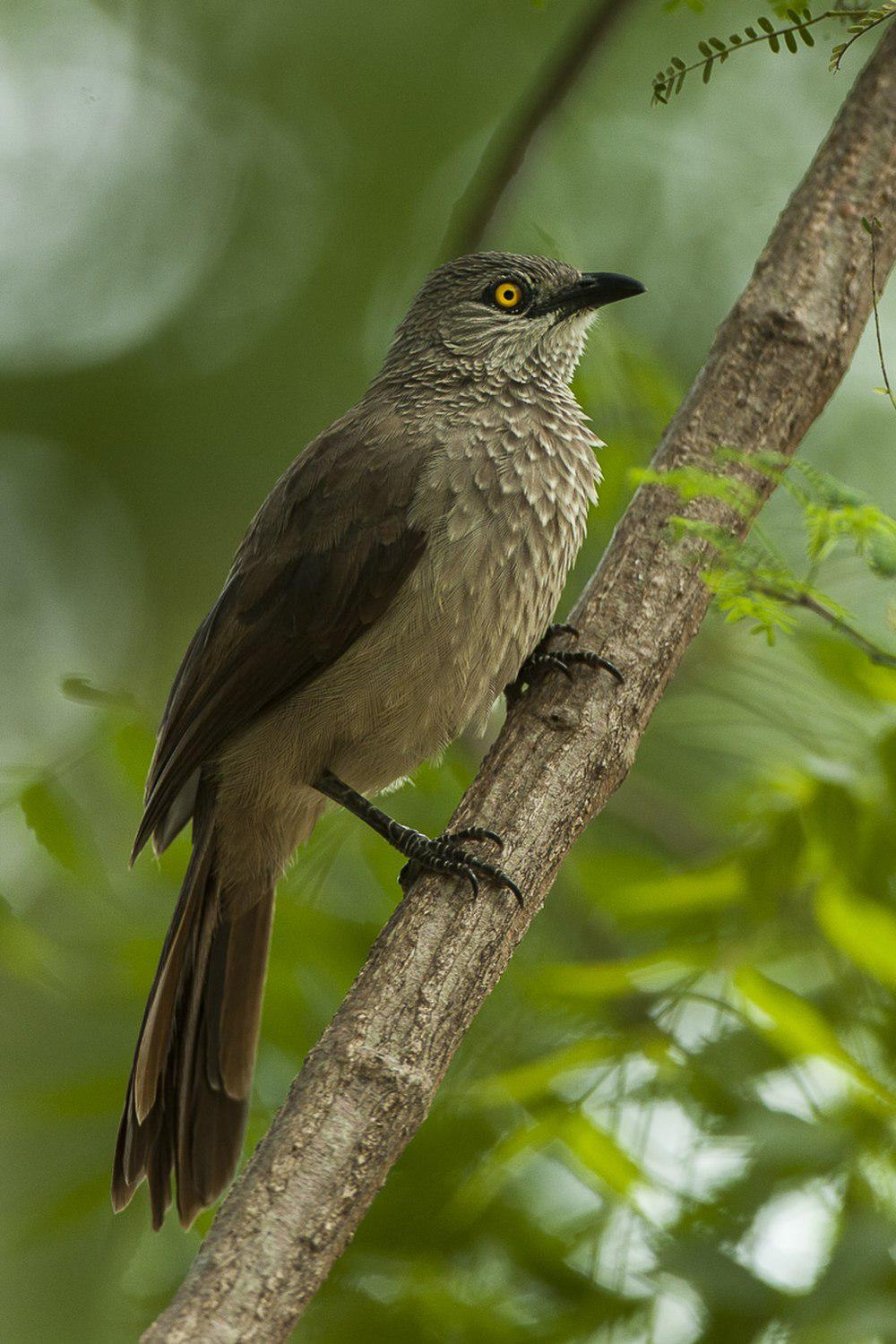 非洲褐鸫鹛 / Brown Babbler / Turdoides plebejus