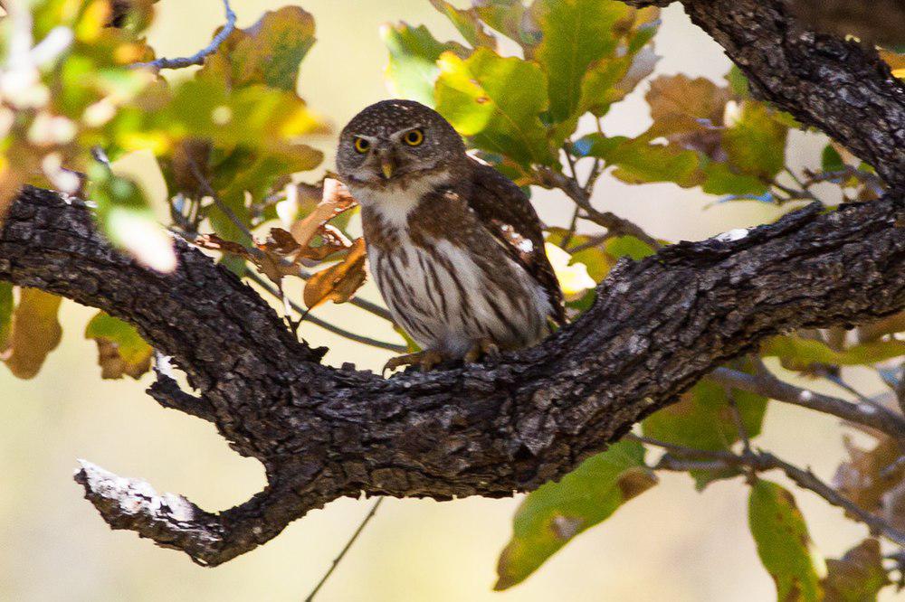 海角鸺鹠 / Baja Pygmy Owl / Glaucidium hoskinsii