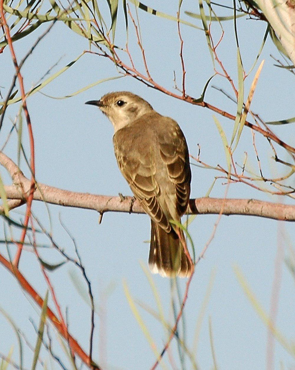 黑耳金鹃 / Black-eared Cuckoo / Chrysococcyx osculans