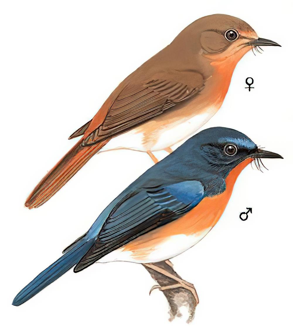 山蓝仙鹟 / Hill Blue Flycatcher / Cyornis whitei