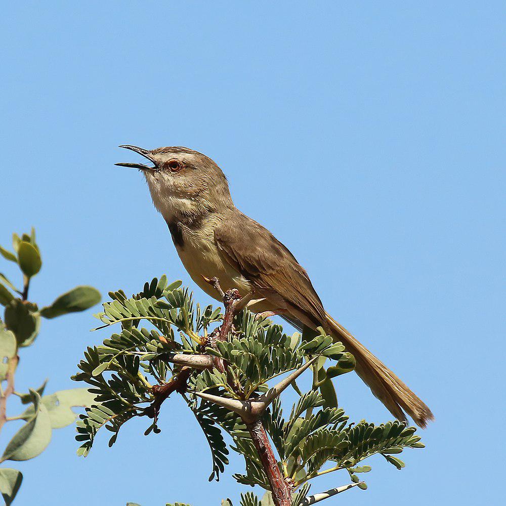 黑胸鹪莺 / Black-chested Prinia / Prinia flavicans