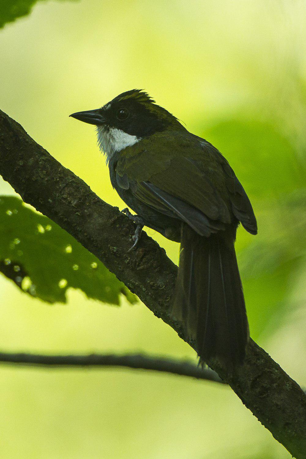 绿纹薮雀 / Green-striped Brushfinch / Arremon virenticeps