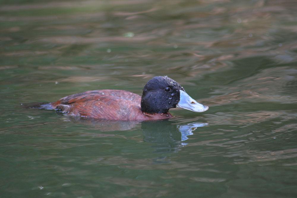 非洲硬尾鸭 / Maccoa Duck / Oxyura maccoa