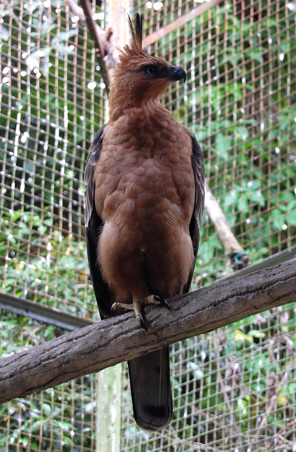 爪哇鹰雕 / Javan Hawk-Eagle / Nisaetus bartelsi