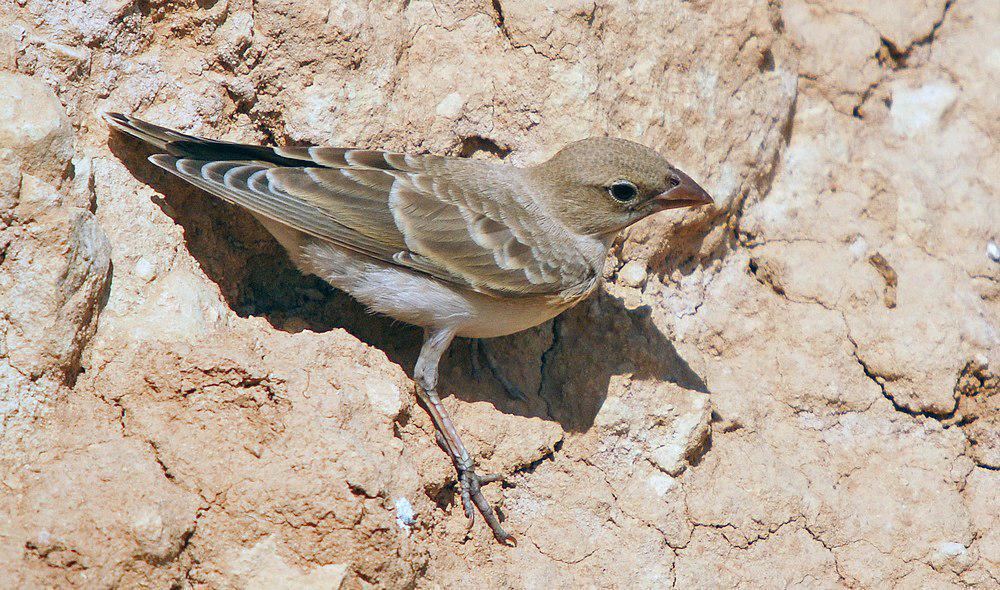 淡色石雀 / Pale Rockfinch / Carpospiza brachydactyla