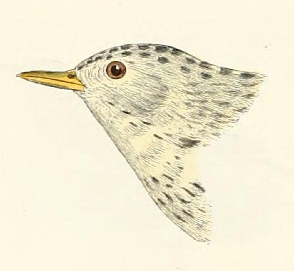 斯氏鹨 / Sprague\'s Pipit / Anthus spragueii