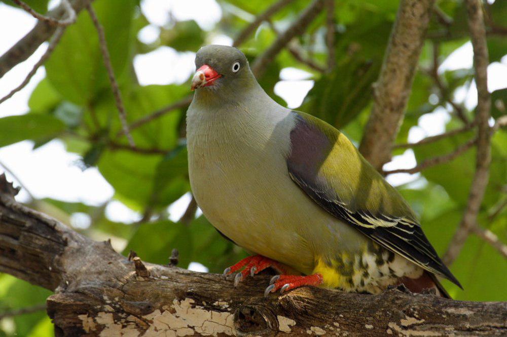 非洲绿鸠 / African Green Pigeon / Treron calvus