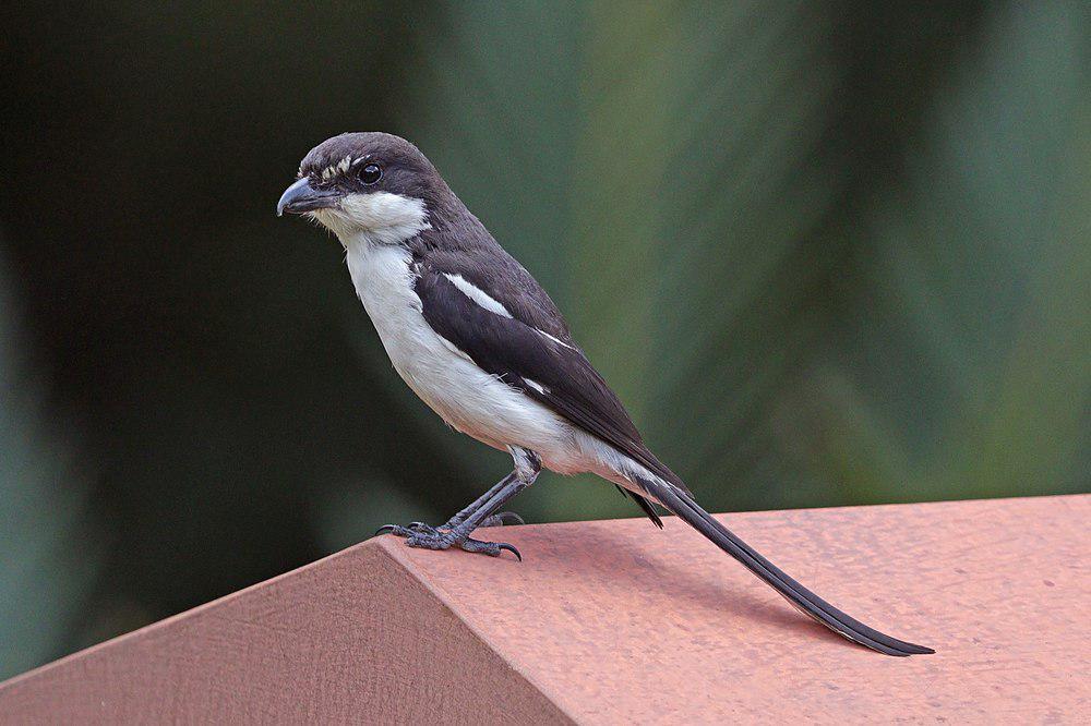 领伯劳 / Southern Fiscal / Lanius collaris