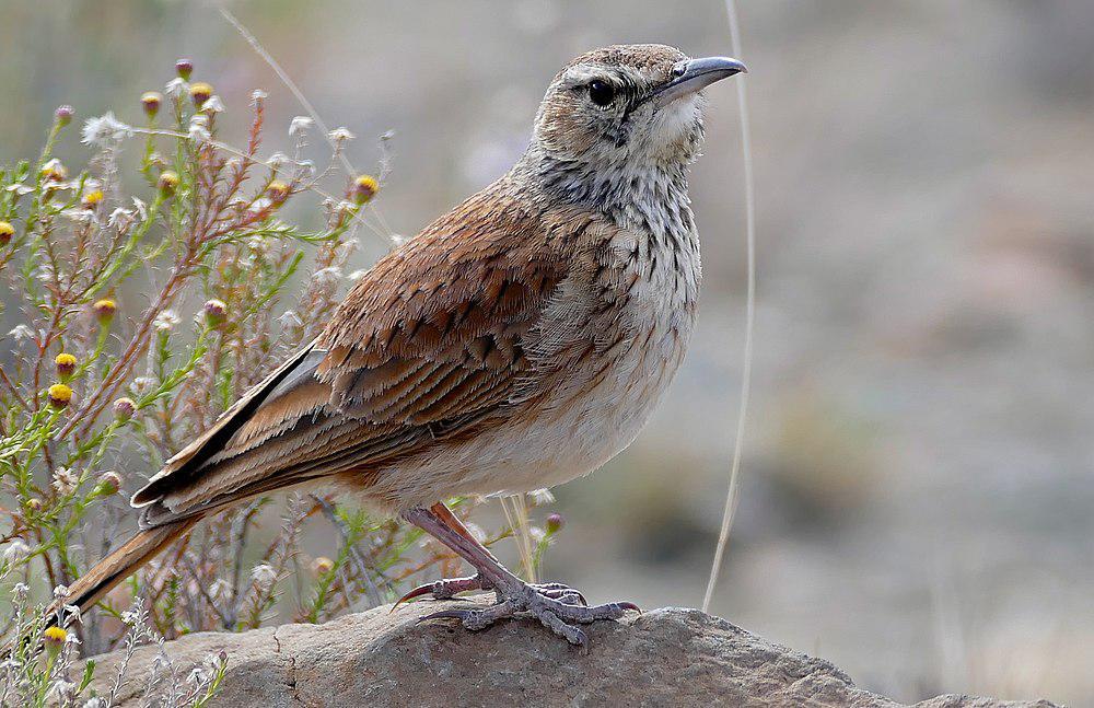 卡鲁歌百灵 / Karoo Long-billed Lark / Certhilauda subcoronata