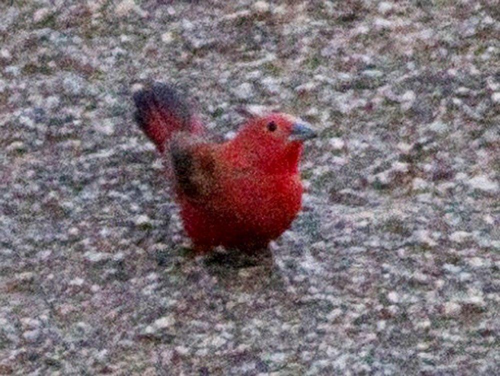 岩火雀 / Rock Firefinch / Lagonosticta sanguinodorsalis