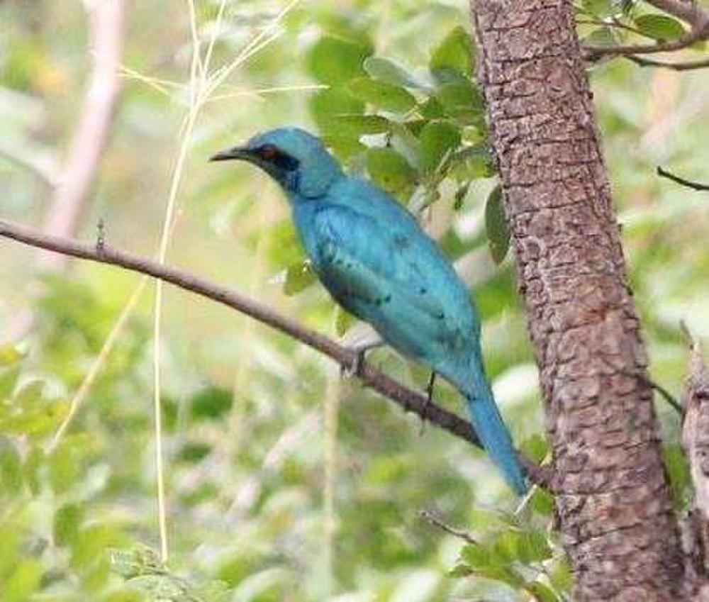 楔尾辉椋鸟 / Sharp-tailed Starling / Lamprotornis acuticaudus