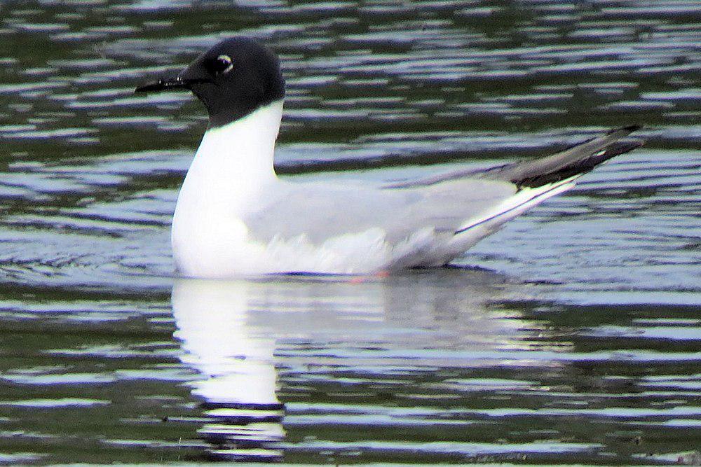 博氏鸥 / Bonaparte\'s Gull / Chroicocephalus philadelphia