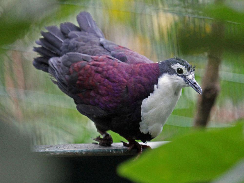 白胸鸡鸠 / White-breasted Ground Dove / Pampusana jobiensis