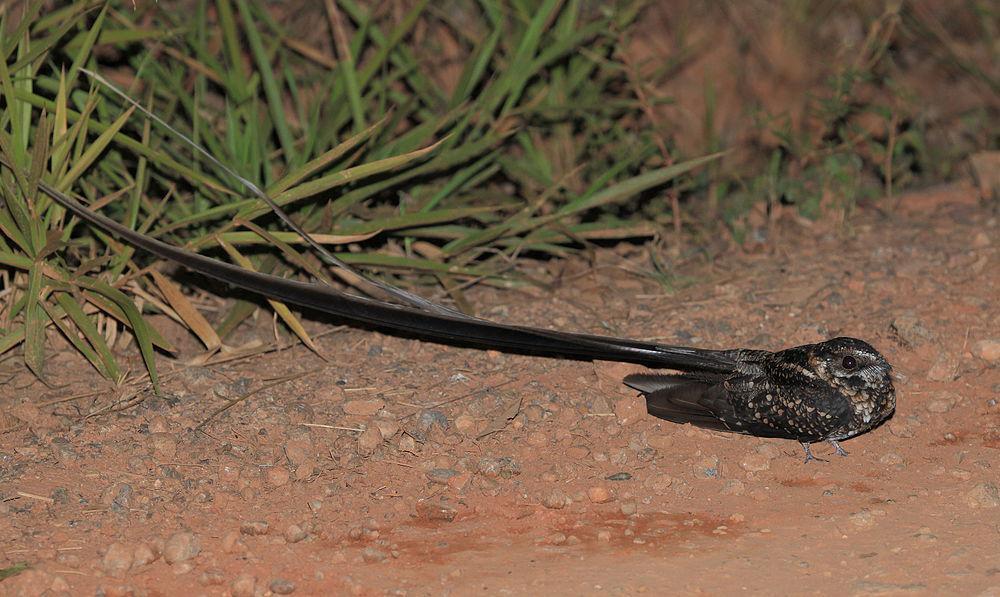 燕尾夜鹰 / Long-trained Nightjar / Macropsalis forcipata