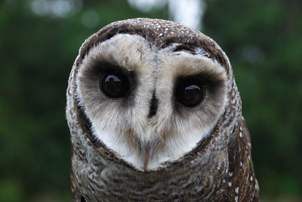 小乌鸮 / Lesser Sooty Owl / Tyto multipunctata