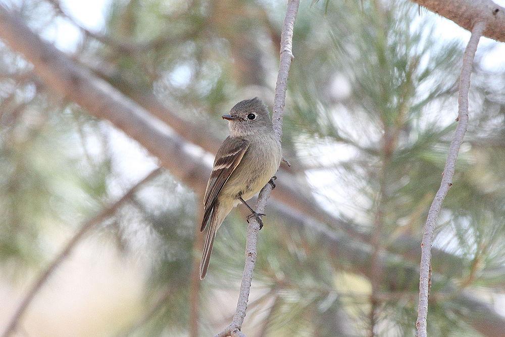 哈氏纹霸鹟 / Hammond\'s Flycatcher / Empidonax hammondii