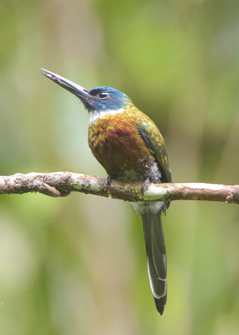 紫鹟䴕 / Purplish Jacamar / Galbula chalcothorax