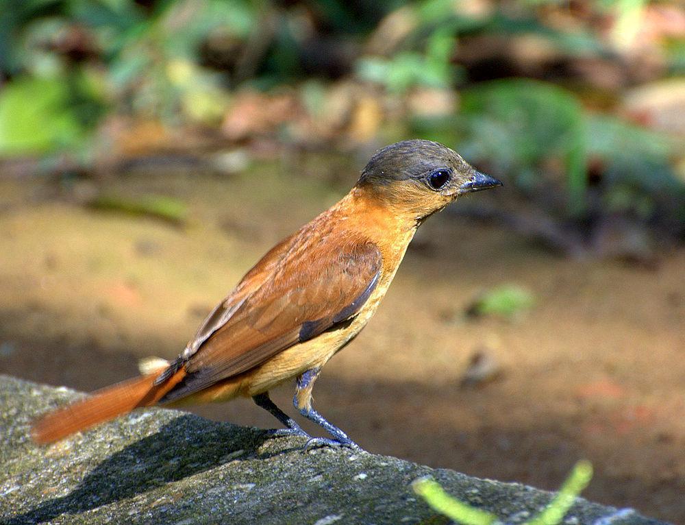 淡色厚嘴霸鹟 / Crested Becard / Pachyramphus validus