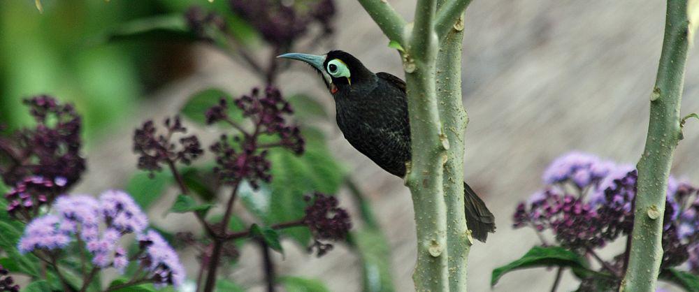 黄眉寻蜜鸟 / Yellow-browed Melidectes / Melidectes rufocrissalis