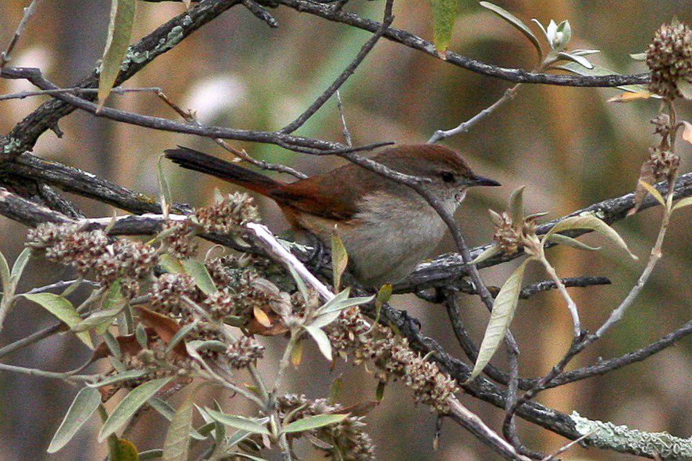 白胸卡纳灶鸟 / Rusty-vented Canastero / Asthenes dorbignyi