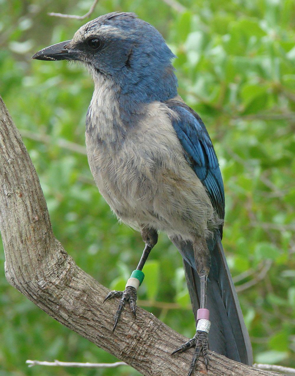 丛鸦 / Florida Scrub Jay / Aphelocoma coerulescens