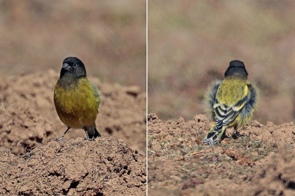 埃塞俄比亚丝雀 / Ethiopian Siskin / Serinus nigriceps