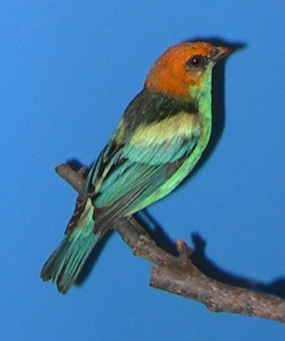 黑背唐加拉雀 / Black-backed Tanager / Stilpnia peruviana