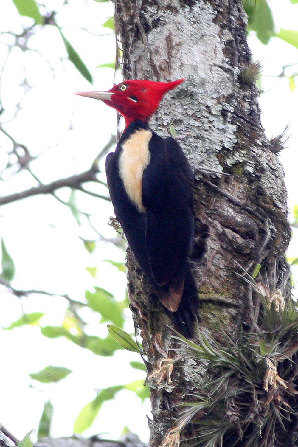 乳白背啄木鸟 / Cream-backed Woodpecker / Campephilus leucopogon