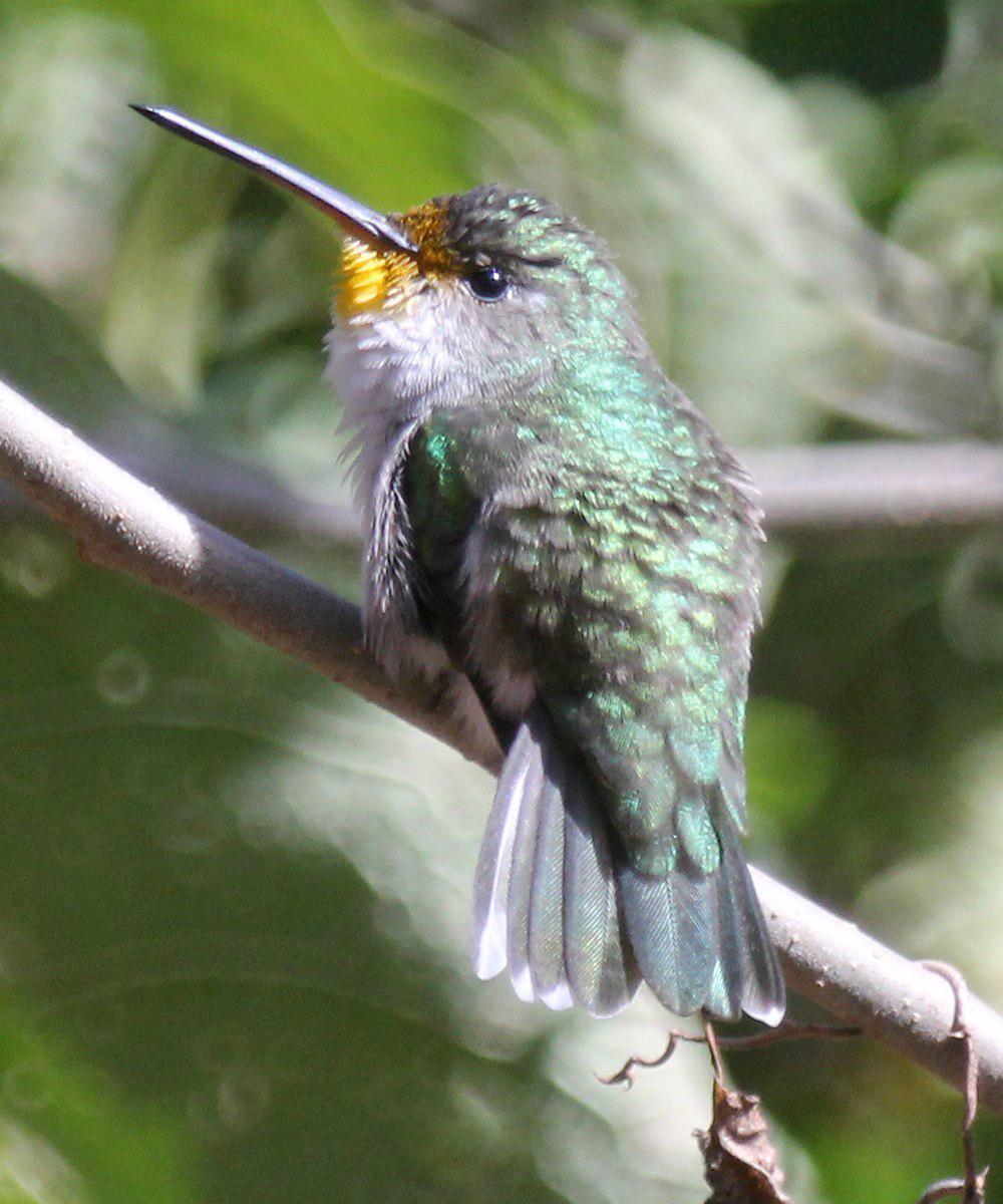 白腹蜂鸟 / White-bellied Hummingbird / Elliotomyia chionogaster