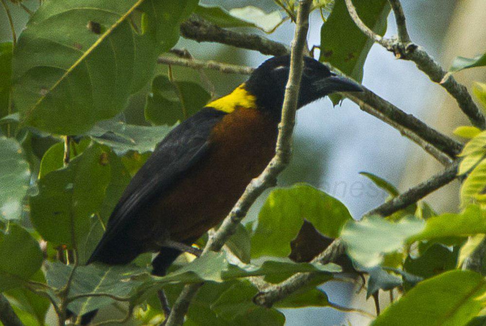 黄肩织雀 / Yellow-mantled Weaver / Ploceus tricolor