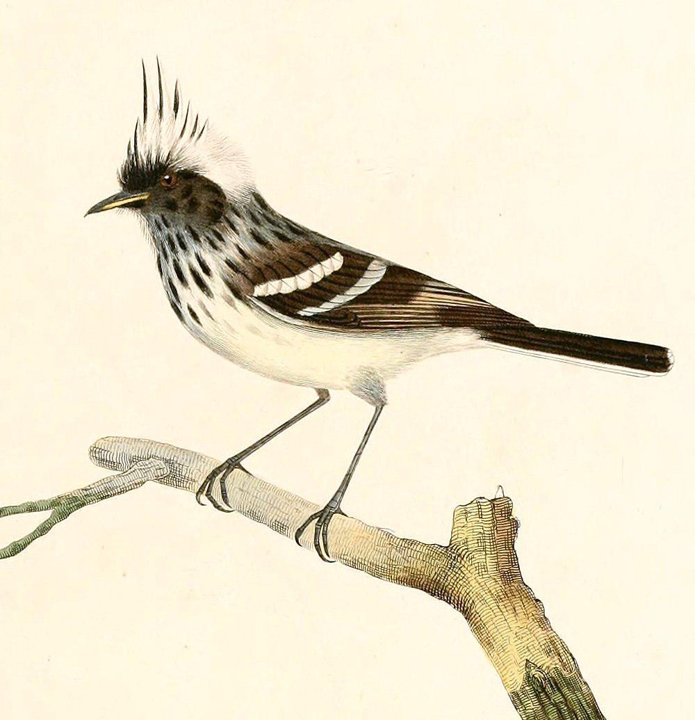 斑冠雀霸鹟 / Pied-crested Tit-Tyrant / Anairetes reguloides