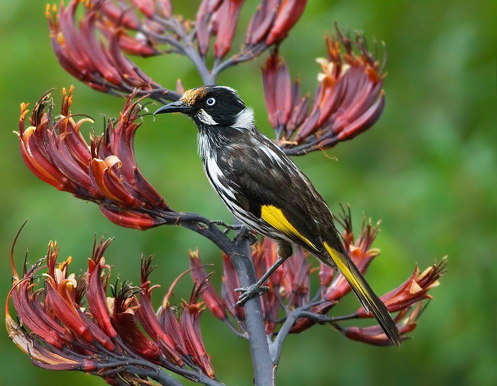 黄翅澳蜜鸟 / New Holland Honeyeater / Phylidonyris novaehollandiae