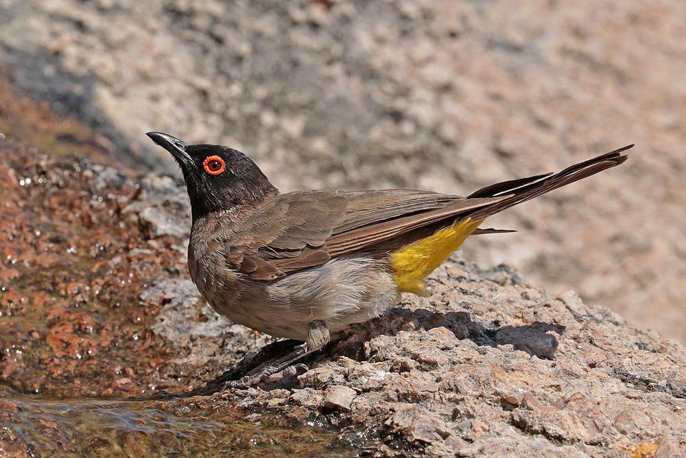 红眼鹎 / African Red-eyed Bulbul / Pycnonotus nigricans