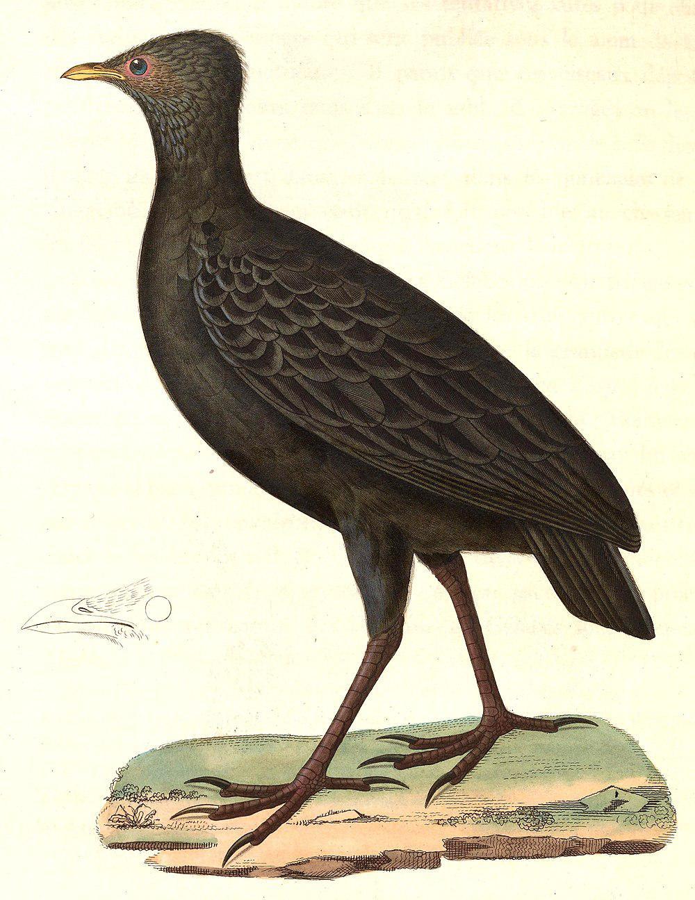 暗色塚雉 / Dusky Megapode / Megapodius freycinet