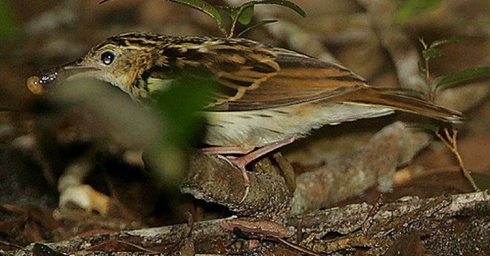 东非鹨 / Sokoke Pipit / Anthus sokokensis