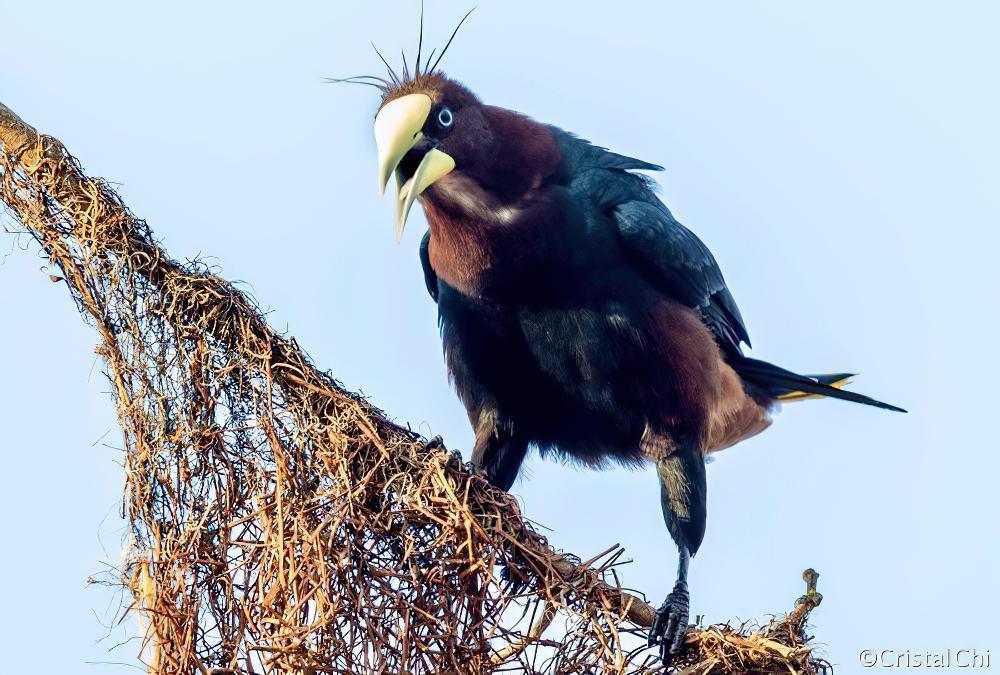 栗头拟椋鸟 / Chestnut-headed Oropendola / Psarocolius wagleri