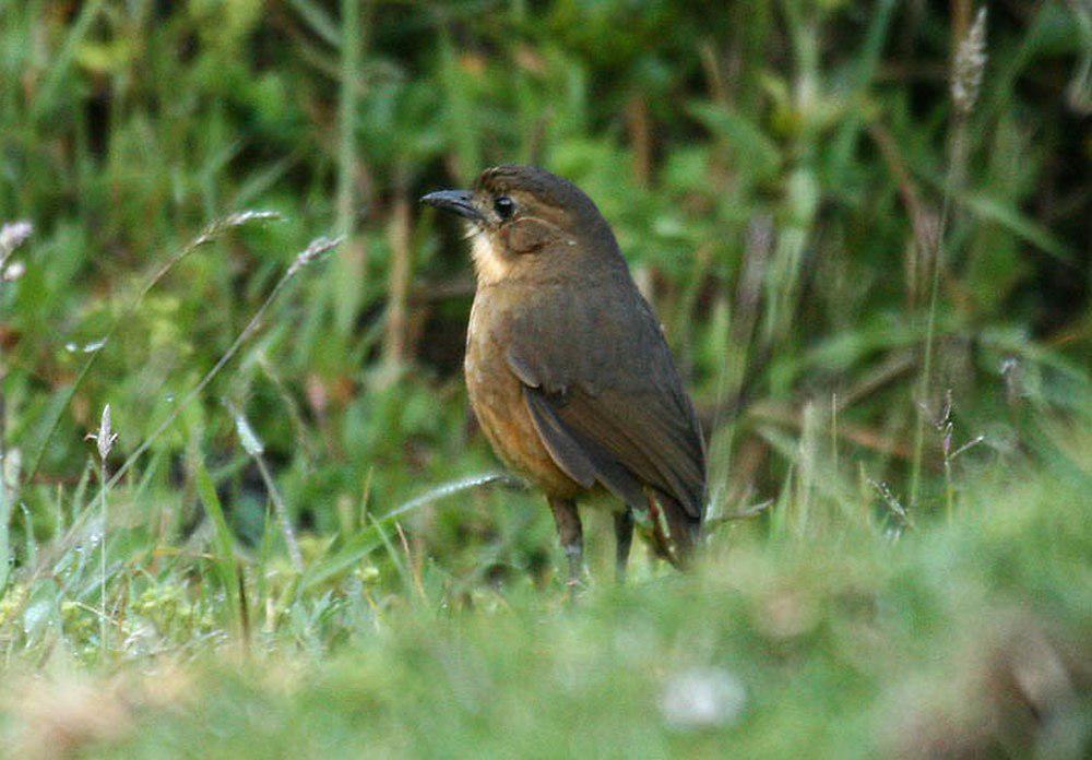 褐蚁鸫 / Tawny Antpitta / Grallaria quitensis