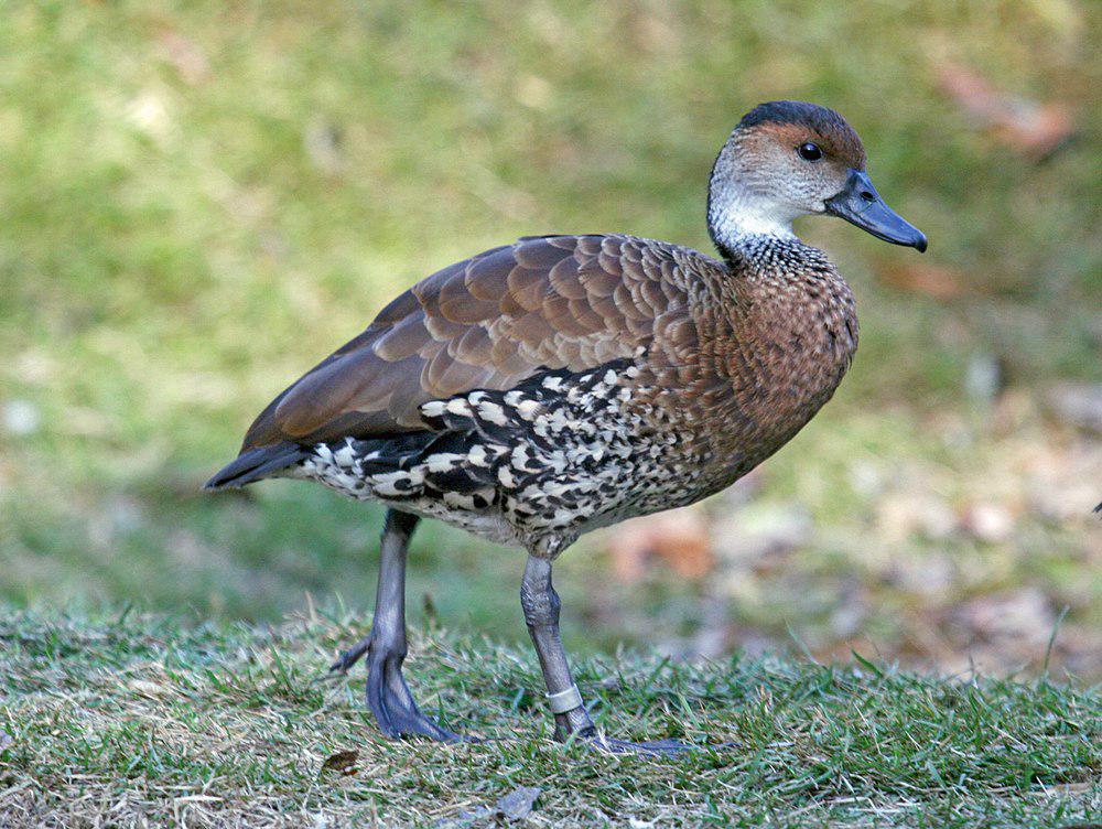 西印度树鸭 / West Indian Whistling Duck / Dendrocygna arborea