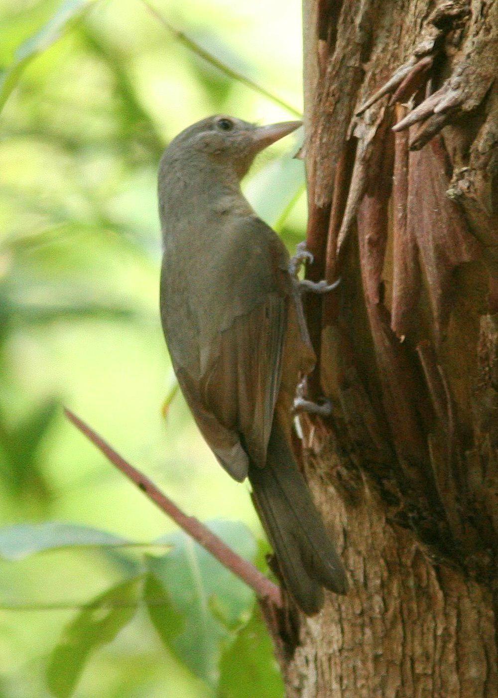 澳洲棕鵙鹟 / Rufous Shrikethrush / Colluricincla rufogaster