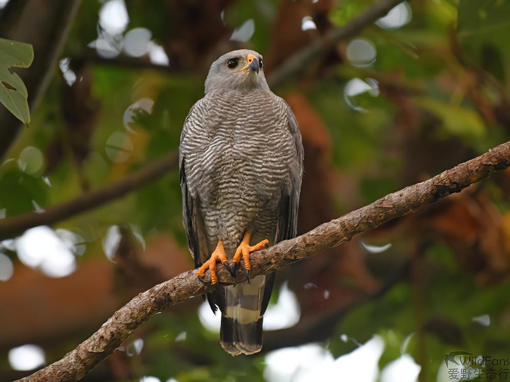 灰鵟 / Grey Hawk / Buteo plagiatus