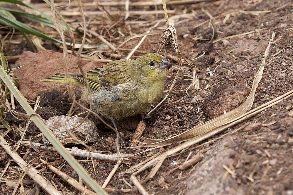 特岛雀 / Inaccessible Island Finch / Nesospiza acunhae