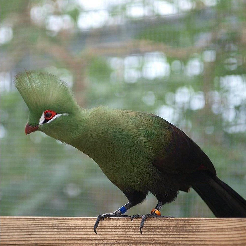 绿冠蕉鹃 / Guinea Turaco / Tauraco persa